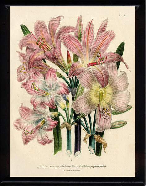 BOTANICAL PRINT Loudon Flower  Botanical Art Print 8 Beautiful Antique Pink White Lily Lilies Flowers Spring Garden