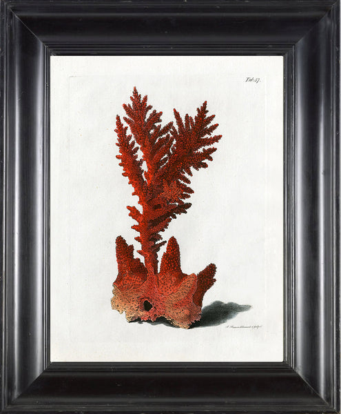 CORAL PRINT Ellis 8x10 Art Print 27 Beautiful Antique Sea Ocean Red Coral Nature to Frame Home Decoration Wall Hanging
