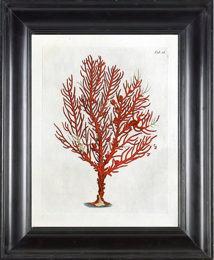 CORAL PRINT Ellis  Art Print 26 Beautiful Antique Sea Ocean Red Coral Nature to Frame Home Decoration Wall Hanging