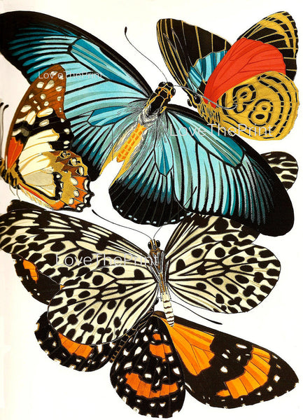 BUTTERFLY PRINT  Botanical Art Print 14 Beautiful Blue Green Orange Red Butterflies Colorful and Detailed Summer Garden Nature