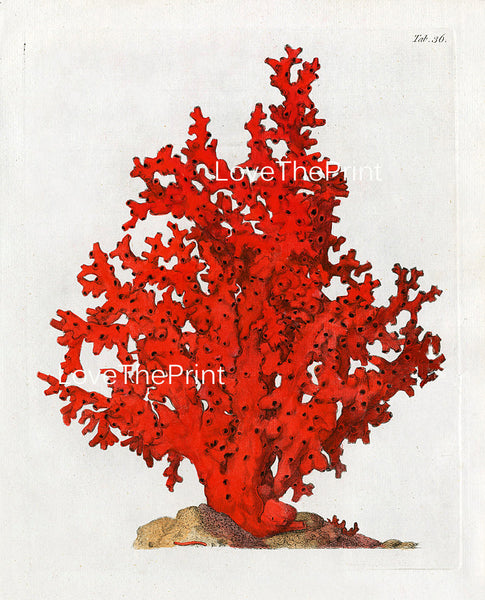 CORAL PRINT Ellis  Art Print 29 Beautiful Antique Sea Ocean Red Coral Nature to Frame Home Decoration Wall Hanging