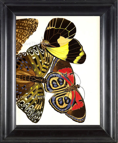 BUTTERFLY PRINT  Botanical Art Print 16 Beautiful Large Yellow Red Butterflies Colorful and Detailed Summer Garden Nature