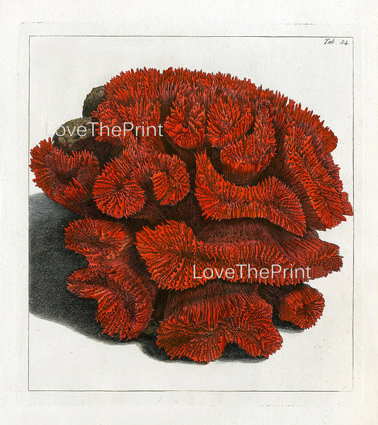 CORAL PRINT Ellis  Art Print 30 Beautiful Antique Sea Ocean Red Coral Nature to Frame Home Decoration Wall Hanging