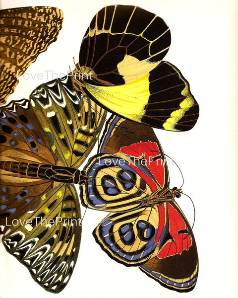 BUTTERFLY PRINT  Botanical Art Print 16 Beautiful Large Yellow Red Butterflies Colorful and Detailed Summer Garden Nature