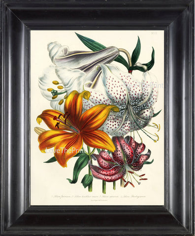 BOTANICAL PRINT Loudon Flower  Botanical Art Print 16 Beautiful White Orange Lily Spring Flowers Garden to Frame