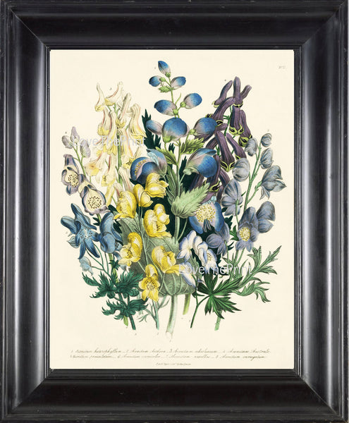 BOTANICAL PRINT Loudon Flower  Botanical Art Print 65 Beautiful Blue Antique Delphinium Wildlowers Garden