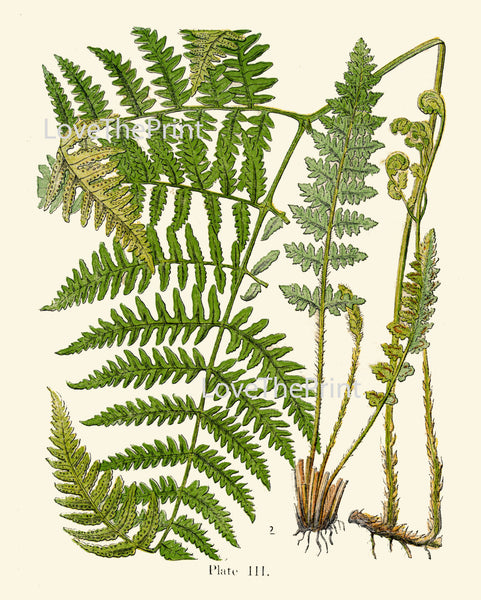 ANTIQUE FERN Lindman  Botanical Art Print 10 Antique Beautiful Green Ferns Forest Nature Natural Science to Frame Wall Decor