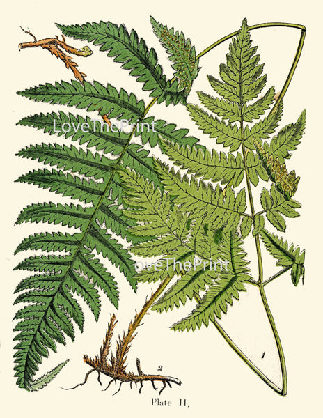 ANTIQUE FERN Lindman  Botanical Art Print 11 Antique Beautiful Green Ferns Forest Nature Natural Science to Frame Wall Decor