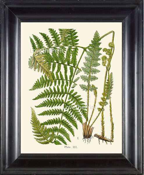 ANTIQUE FERN Lindman  Botanical Art Print 10 Antique Beautiful Green Ferns Forest Nature Natural Science to Frame Wall Decor