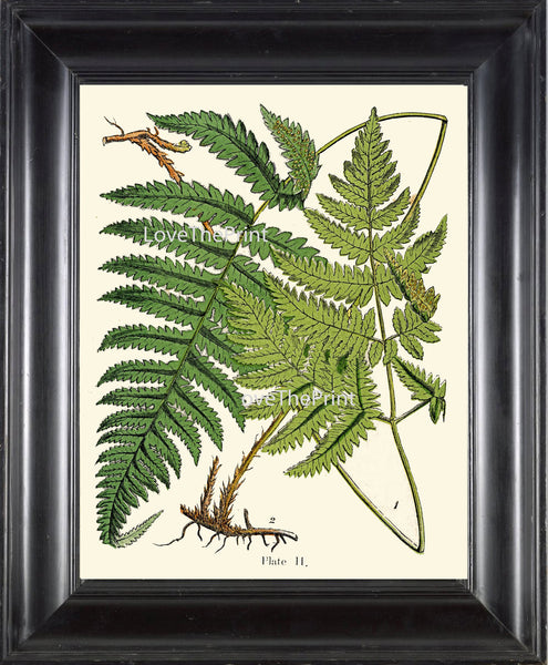 ANTIQUE FERN Lindman  Botanical Art Print 11 Antique Beautiful Green Ferns Forest Nature Natural Science to Frame Wall Decor