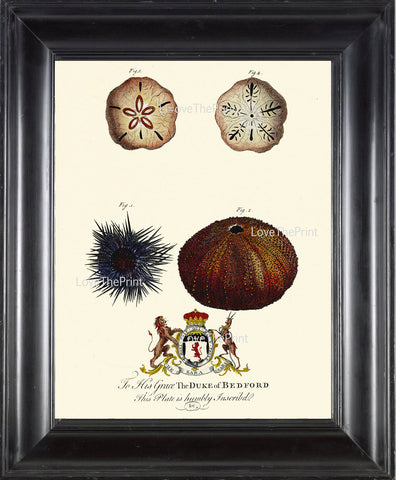 SEA URCHIN Sand Dollar Crown PRINT Marine  Art Print 51 Beautiful Antique Sea Urchins Home Decor to Frame Sea Ocean Natural Science