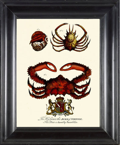 CRAB SHELL Snail Crown PRINT Marine  Art Print 52 Royal Emblem Antique Sea Urchins Home Decor to Frame Sea Ocean Natural Science