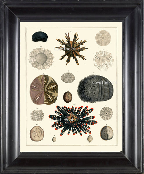 SEA URCHIN Sand Dollar Crown PRINT Marine  Art Print 54 Beautiful Antique Sea Urchins Home Decor to Frame Sea Ocean Natural Science