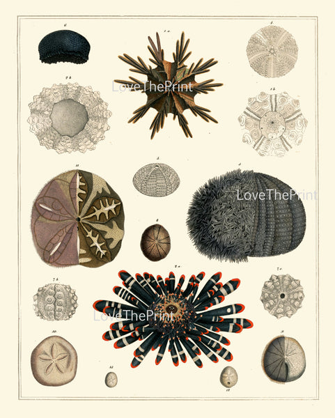 SEA URCHIN Sand Dollar Crown PRINT Marine  Art Print 54 Beautiful Antique Sea Urchins Home Decor to Frame Sea Ocean Natural Science