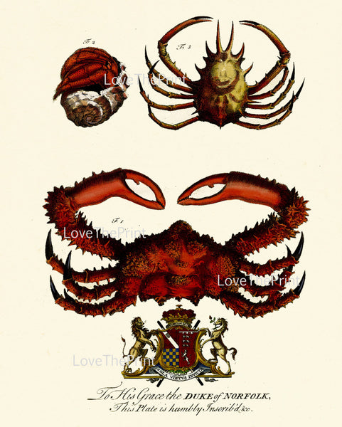 CRAB SHELL Snail Crown PRINT Marine  Art Print 52 Royal Emblem Antique Sea Urchins Home Decor to Frame Sea Ocean Natural Science