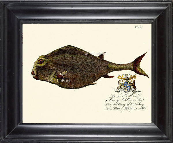 FISH PRINT Marine  Art Print 53 Beautiful Antique Large Whimsical Fish Royal Crown Emblem Home Decor to Frame Sea Ocean Natural Science