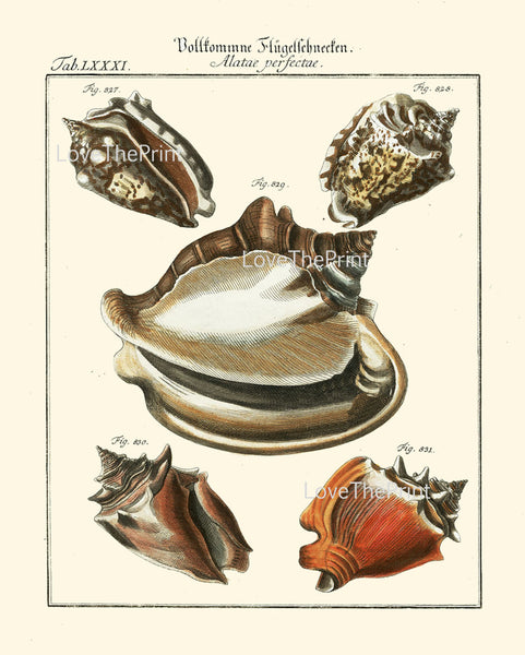 SHELL PRINT MARTINI  Art Print 15 Beautiful Antique Alatae Shells Sea Ocean Nature to Frame Home Decoration Seashell