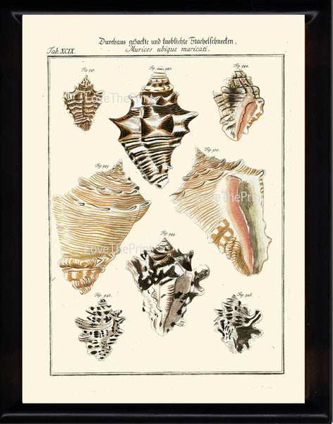 SHELL PRINT MARTINI  Art Print 19 Beautiful Antique Murices Shells Sea Ocean Nature to Frame Home Decoration Seashell