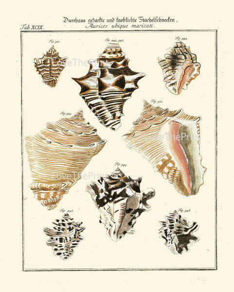 SHELL PRINT MARTINI  Art Print 19 Beautiful Antique Murices Shells Sea Ocean Nature to Frame Home Decoration Seashell