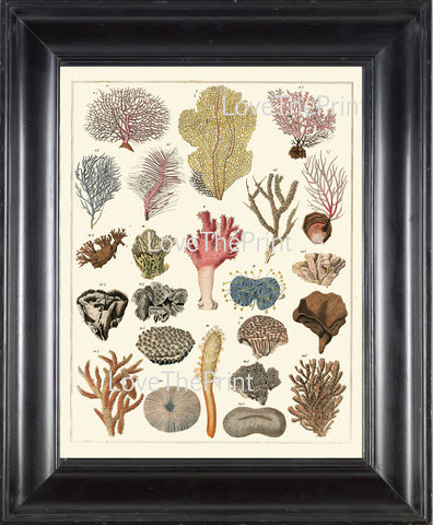 CORAL PRINT Marine  Art Print 55 Beautiful Antique Colored Colrals Home Decor to Frame Sea Ocean Natural Science