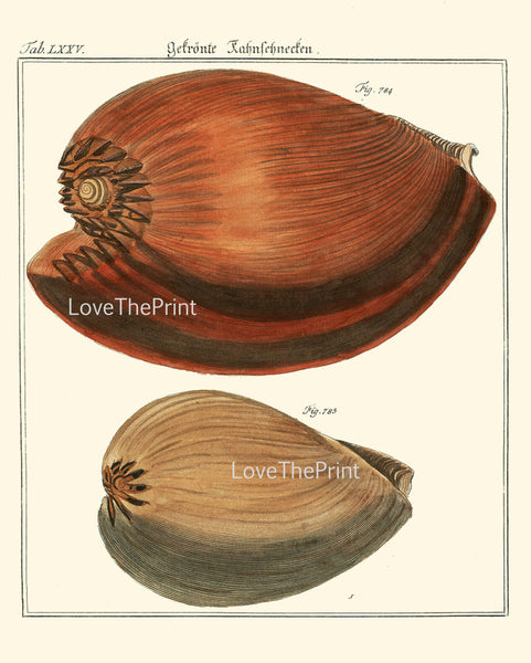 SHELL PRINT MARTINI  Art Print 14 Beautiful Antique Large Shells Sea Ocean Nature to Frame Home Decoration Seashell