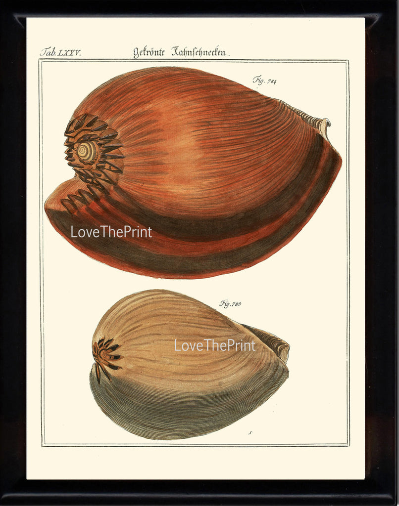 SHELL PRINT MARTINI  Art Print 14 Beautiful Antique Large Shells Sea Ocean Nature to Frame Home Decoration Seashell