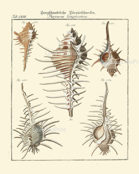 FISH PRINT MARTINI  Art Print  20 Beautiful Antique Fish Bone Sea Ocean Nature to Frame Home Decoration Seashell