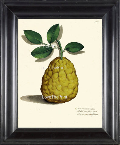 ITALIAN VEGETABLE Garden Aldrovandi  Botanical Art Print 10 Antique Beautiful Large Fruit Print Yellow Pear Plant Garden Home Decoration