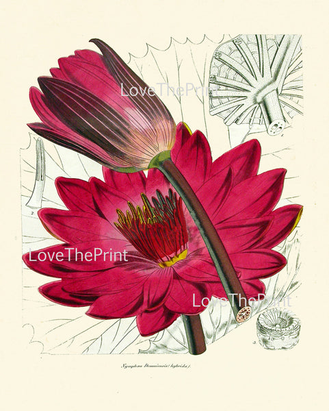 BOTANICAL PRINT Lotus Flower  Botanical Art Print N1 Beautiful Antique Large Pink Water Lily Lake Nature Spring Garden