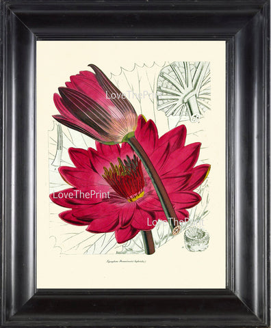 BOTANICAL PRINT Lotus Flower  Botanical Art Print N1 Beautiful Antique Large Pink Water Lily Lake Nature Spring Garden