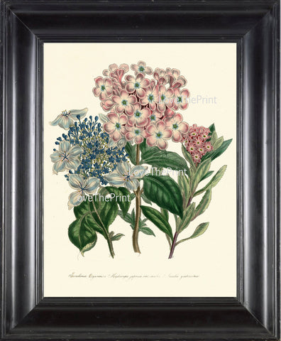 BOTANICAL PRINT Loudon Flower  Botanical Art Print 12 Beautiful Antique Hydrangea Bouquet in Pink Blue Garden Nature to Frame
