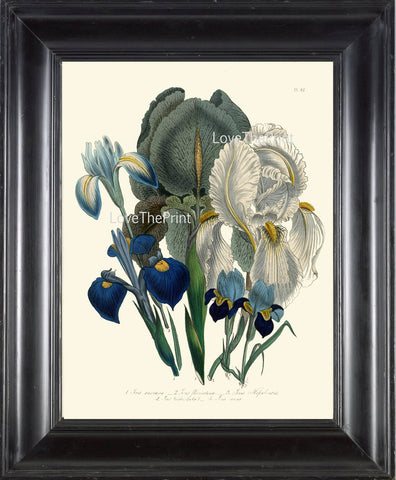 BOTANICAL PRINT Loudon Flower  Botanical Art Print 18 Beautiful Antique Blue Purple Iris Spring Garden