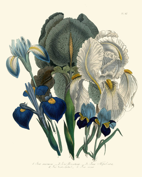 BOTANICAL PRINT Loudon Flower  Botanical Art Print 18 Beautiful Antique Blue Purple Iris Spring Garden