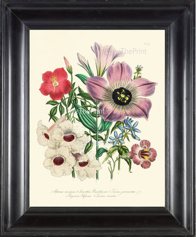 BOTANICAL PRINT Loudon Flower  Botanical Art Print 10 Beautiful Antique Lisianthus Prairie Gentian Bouquet in Pink Violet White Garden