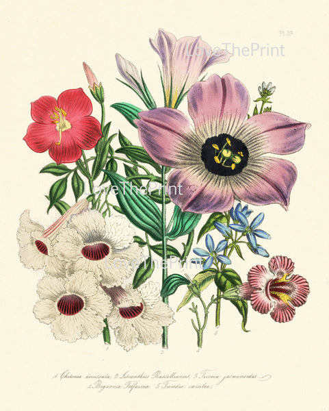 BOTANICAL PRINT Loudon Flower  Botanical Art Print 10 Beautiful Antique Lisianthus Prairie Gentian Bouquet in Pink Violet White Garden