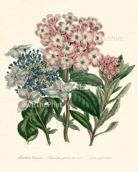 BOTANICAL PRINT Loudon Flower  Botanical Art Print 12 Beautiful Antique Hydrangea Bouquet in Pink Blue Garden Nature to Frame