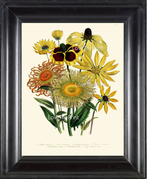 BOTANICAL PRINT Loudon Flower  Botanical Art Print 40 Beautiful Antique Inula glandulosa Daisy Sunflower Bouquet Garden