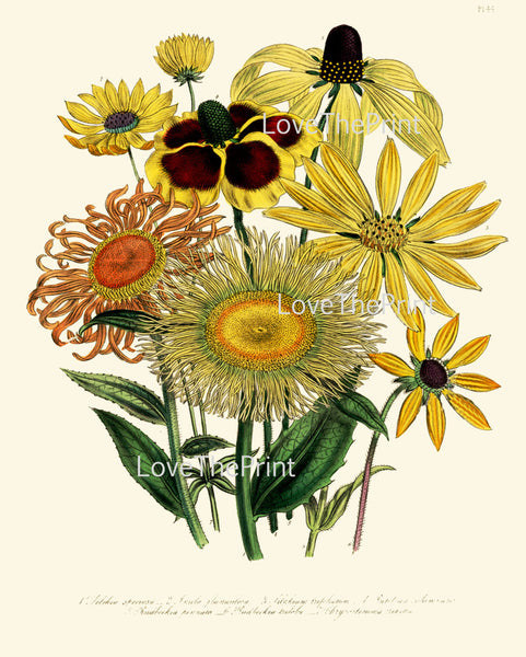 BOTANICAL PRINT Loudon Flower  Botanical Art Print 40 Beautiful Antique Inula glandulosa Daisy Sunflower Bouquet Garden