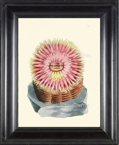 MARINE CORAL PRINT Shaw  Art Print 2 Beautiful Antique Great Actinia Coral in Pink to Frame Sea Ocean Nature Natural Science