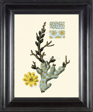 MARINE CORAL PRINT Shaw  Art Print 4 Beautiful Antique Schlosserian Alcyoniumin Blue Yellow to Frame Sea Ocean Nature Natural Science