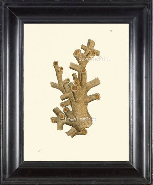 MARINE CORAL PRINT Shaw  Art Print 5 Beautiful Antique Cinnamon Madrepore in Beige Ivory to Frame Sea Ocean Nature Natural Science