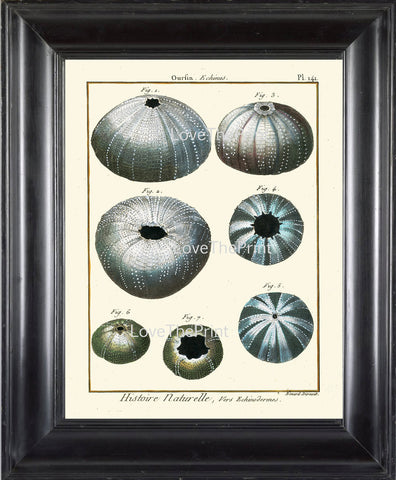 MARINE PRINT Lamarck Marine  Art Print 6 Beautiful Antique Blue Sea Urchin Home Decor to Frame Sea Ocean Nature Natural Science