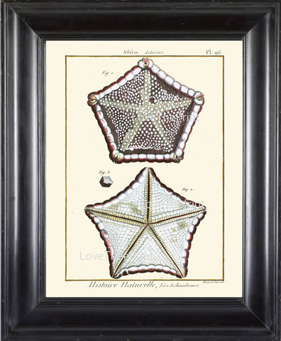 MARINE PRINT Lamarck Marine  Art Print 14 Beautiful Antique Sea Star Starfish Home Decor to Frame Sea Ocean Nature Natural Science