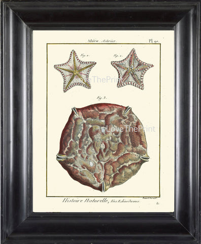 MARINE PRINT Lamarck Marine  Art Print 7 Beautiful Antique Sea Star Starfish Home Decor to Frame Sea Ocean Nature Natural Science