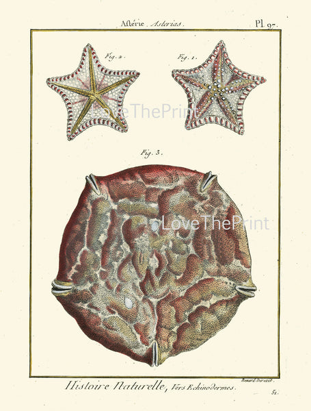 MARINE PRINT Lamarck Marine  Art Print 7 Beautiful Antique Sea Star Starfish Home Decor to Frame Sea Ocean Nature Natural Science