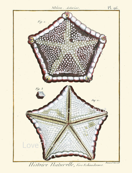 MARINE PRINT Lamarck Marine  Art Print 14 Beautiful Antique Sea Star Starfish Home Decor to Frame Sea Ocean Nature Natural Science