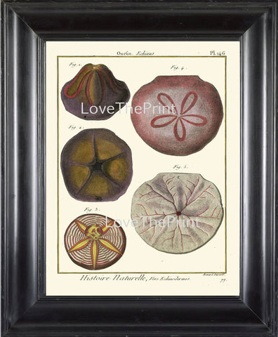 MARINE PRINT Lamarck Marine  Art Print 16 Beautiful Antique Sand Dollar Home Decor to Frame Sea Ocean Nature Natural Science