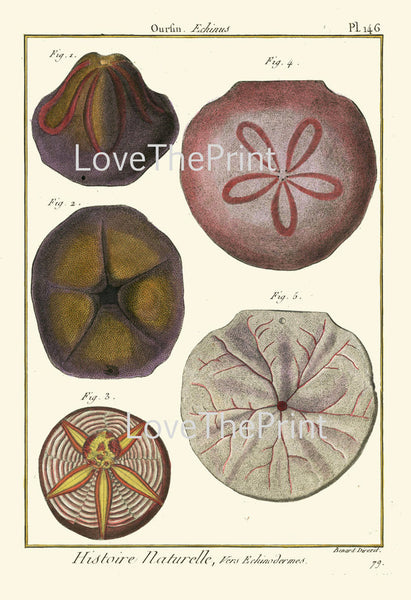 MARINE PRINT Lamarck Marine  Art Print 16 Beautiful Antique Sand Dollar Home Decor to Frame Sea Ocean Nature Natural Science