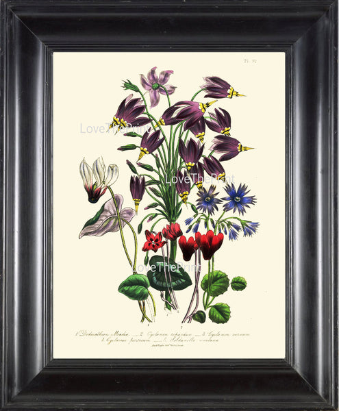 BOTANICAL PRINT Loudon Flower  Botanical Art Print 71 Beautiful Red Blue Antique Cyclamen Flowers Garden