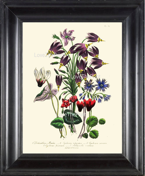 BOTANICAL PRINT Loudon Flower  Botanical Art Print 71 Beautiful Red Blue Antique Cyclamen Flowers Garden